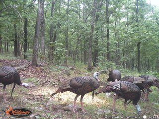 Property photo 29 - REAL ESTATE AUCTION - 1,000+/- ACRES OFFERED IN 10 TRACTS IN PITTSBURG CO., OKLAHOMA